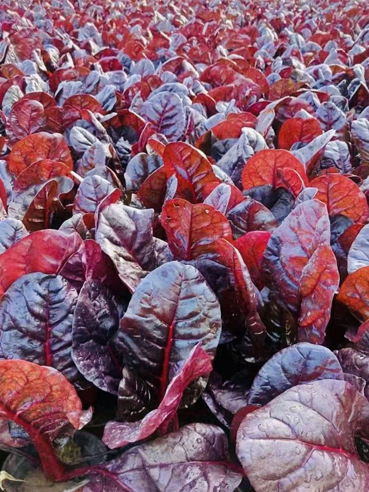 Red-Leaf Chard