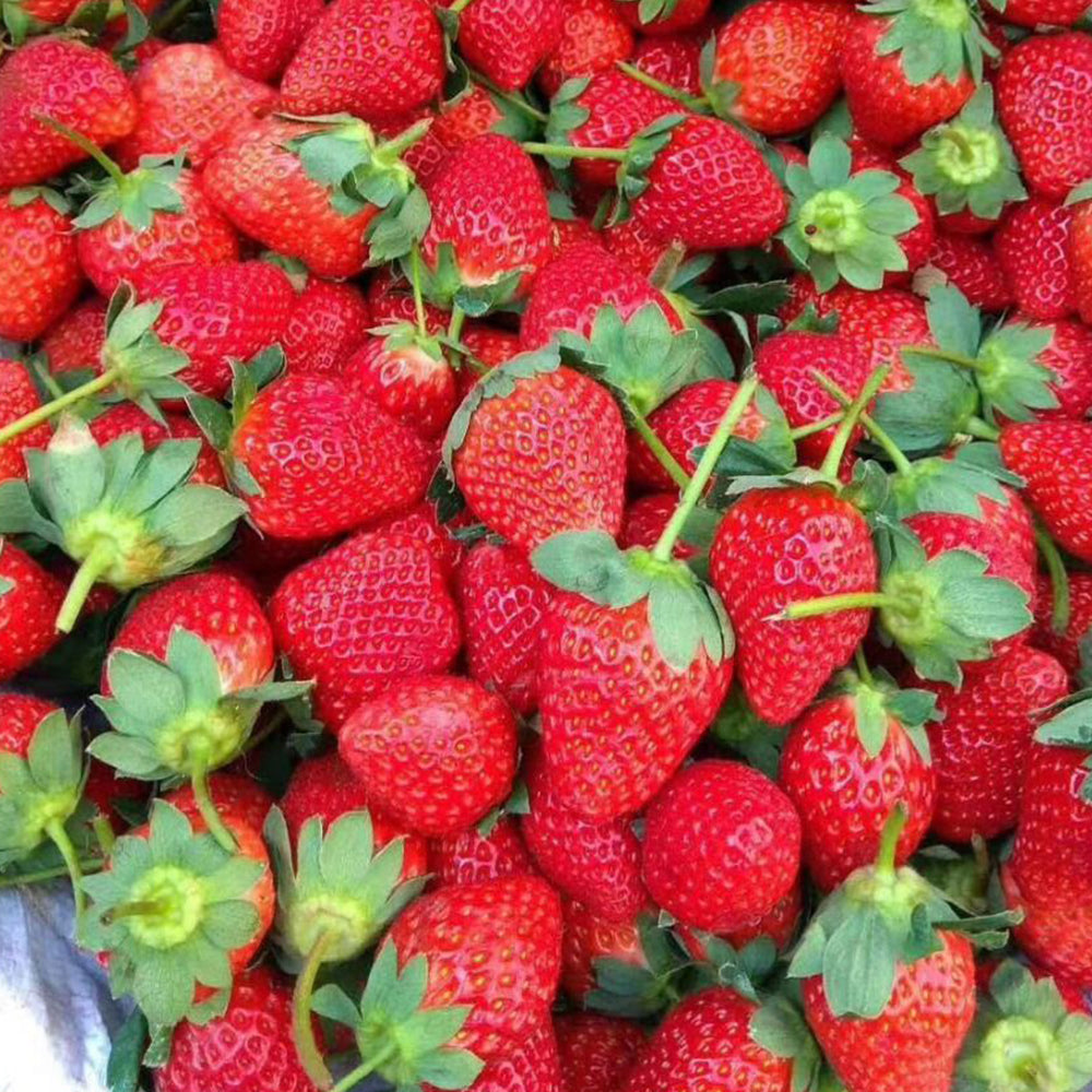 5 Bags (200 Seeds / Bag) of 'Medelet' Series Red Strawberry