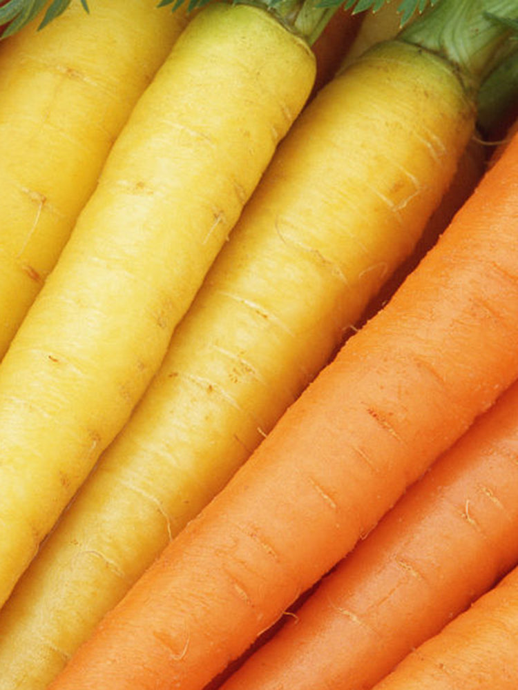 Rainbow Carrot