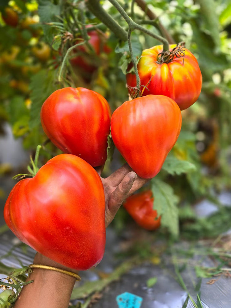 'Pixie Cap' Tomato