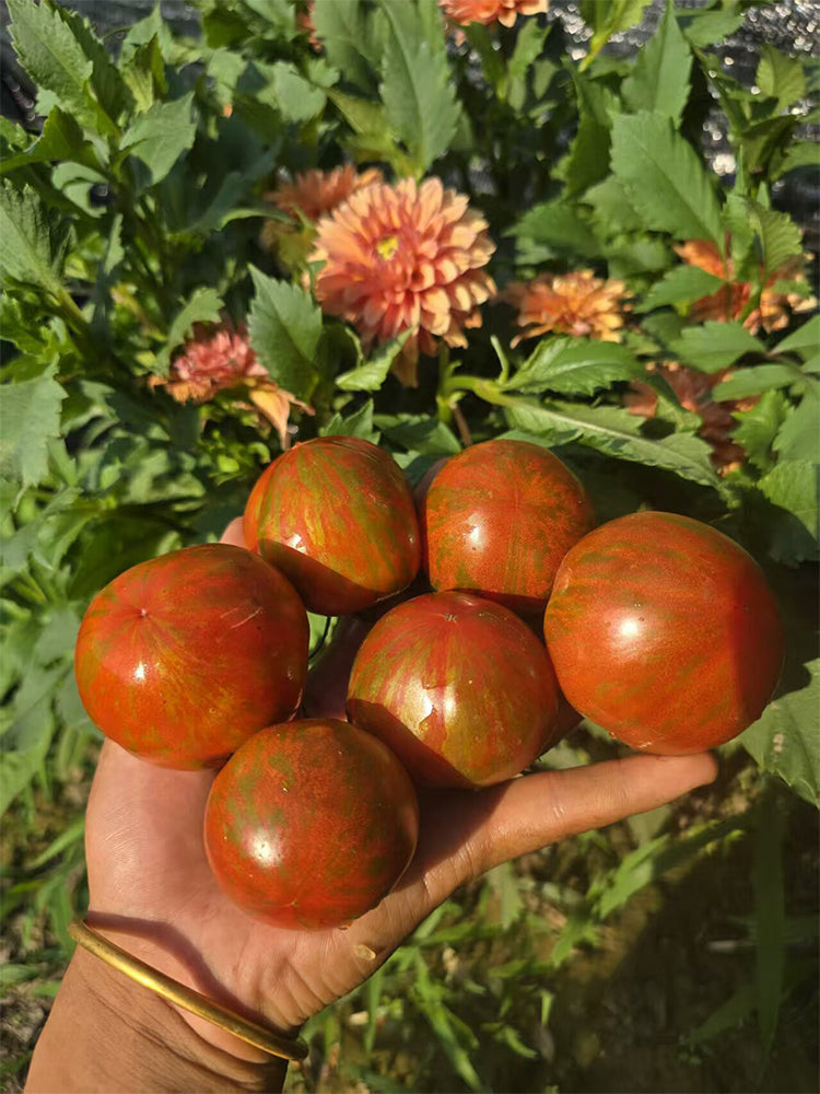 924 Apex Rare Carrot Leaf Tomato