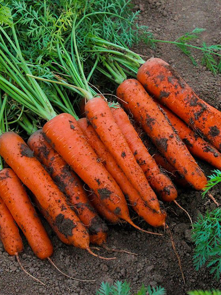 Five-Inch Ginseng Carrot