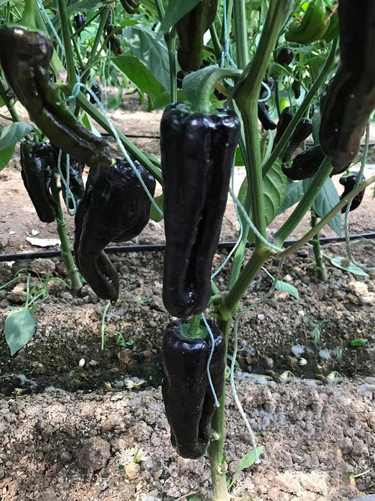 Purple Jiangsu Pepper