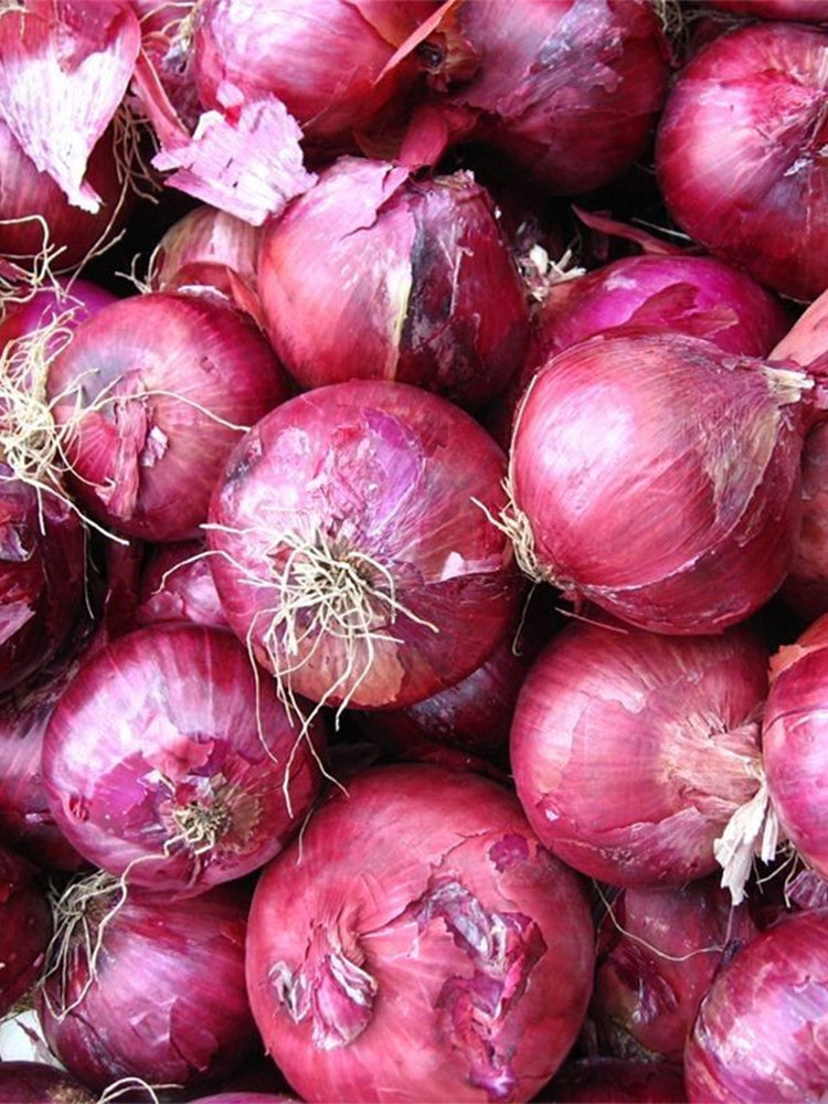 Royal Amethyst' Purple Onions (Allium cepa L.)