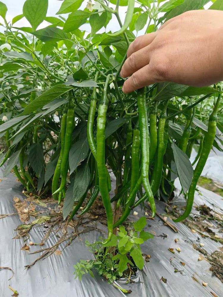 Erjingtiao Pepper