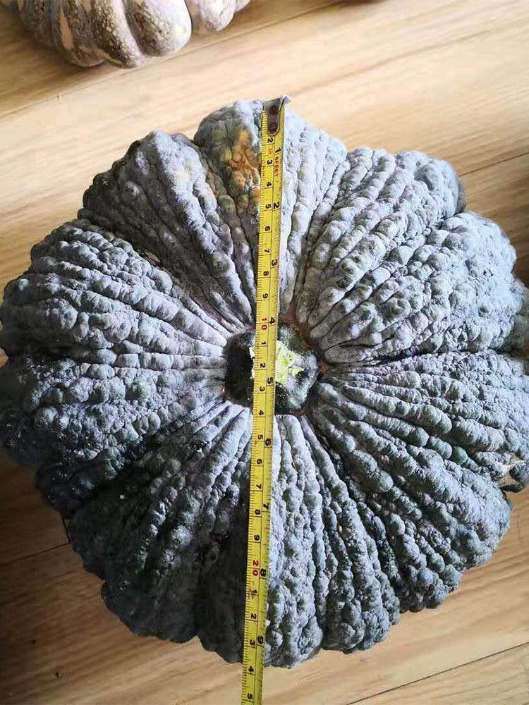 Thai 'Gold Coin' Pumpkins