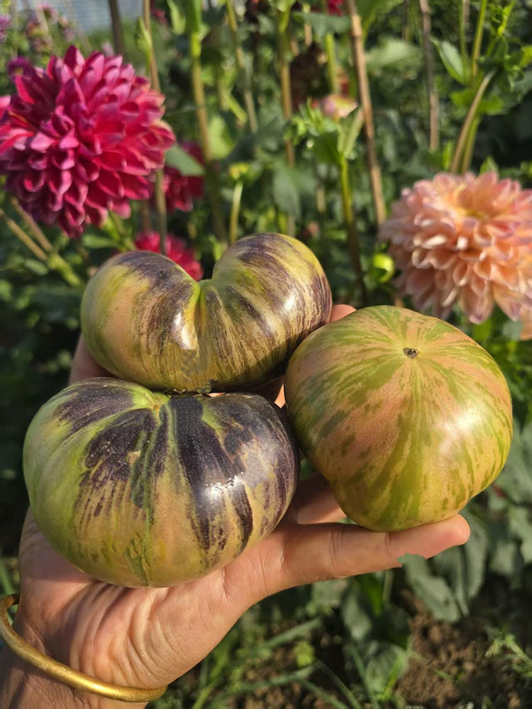 1097 Dwarf Pink Leilei Bella F5 Tomato