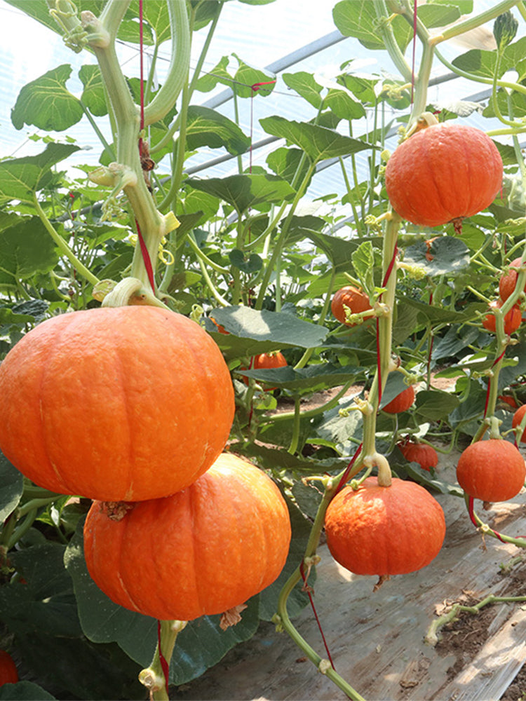 Golden Honey Pumpkin