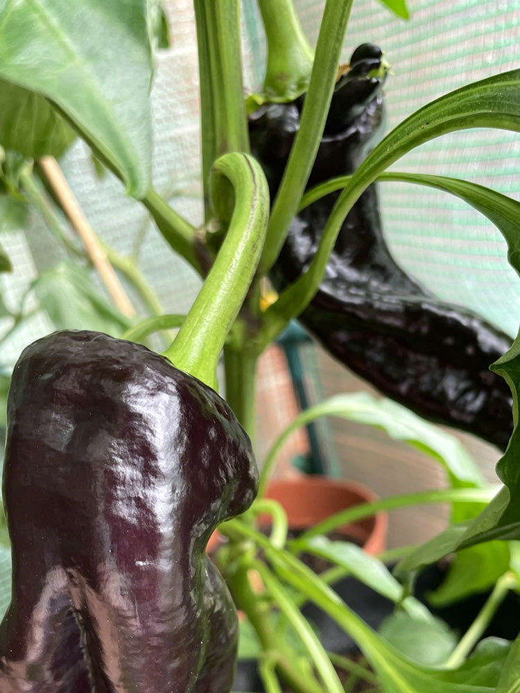 Perilla Pepper