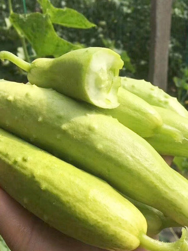 Spineless Creamy Cucumbers
