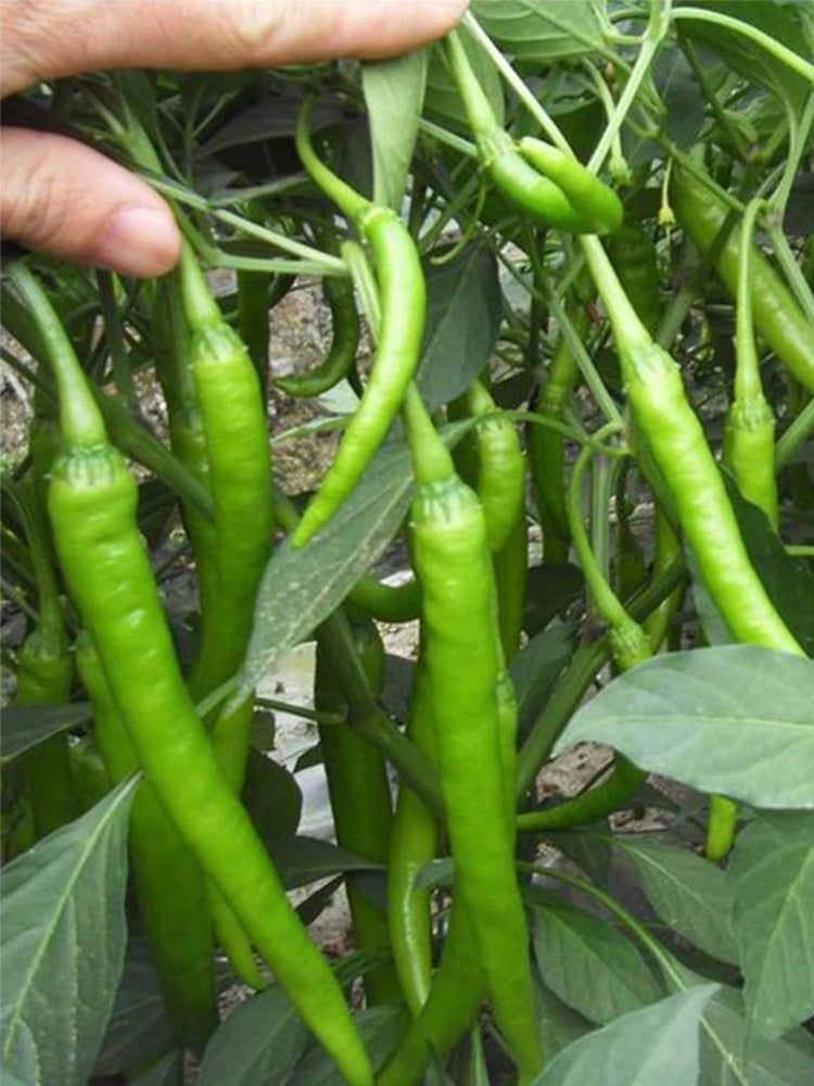 Hangjiao No.1 Peppers