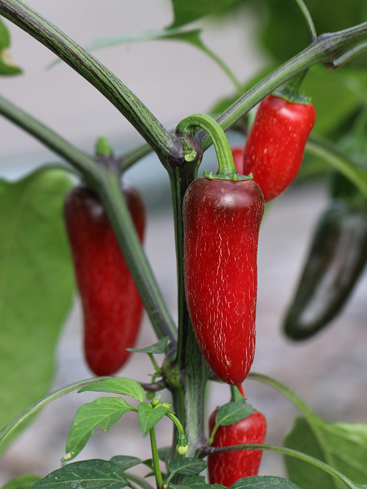 Mexican Chili Pepper