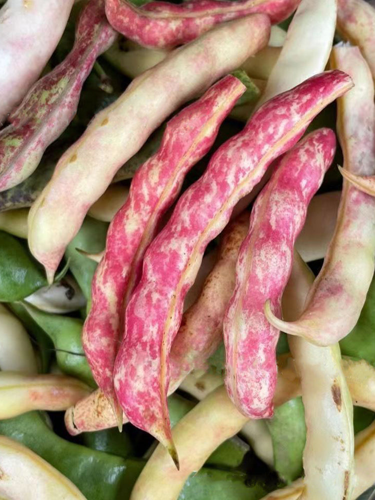 Red Golden Hook Kidney Beans
