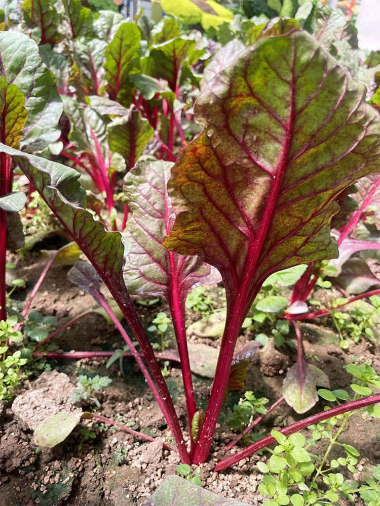 Red Swiss Chard