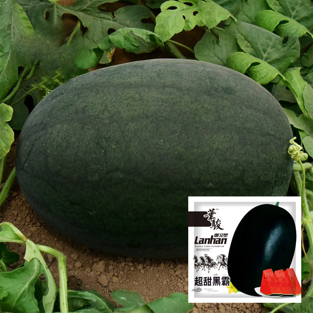 2 Bags (10g / Bag) of 'Black Tyrant' Super-sweet Watermelon Seeds