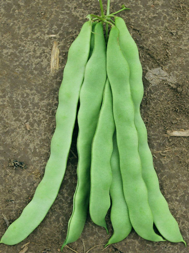 Green Dragon Snap Beans