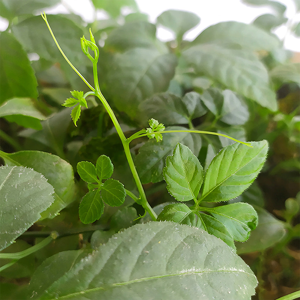 Bellfarm® Gynostemma pentaphyllum Seeds