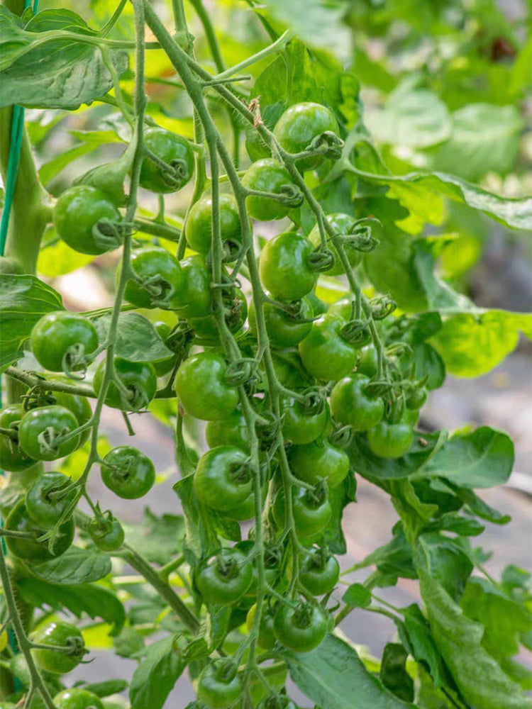 Green Doctors Tomato