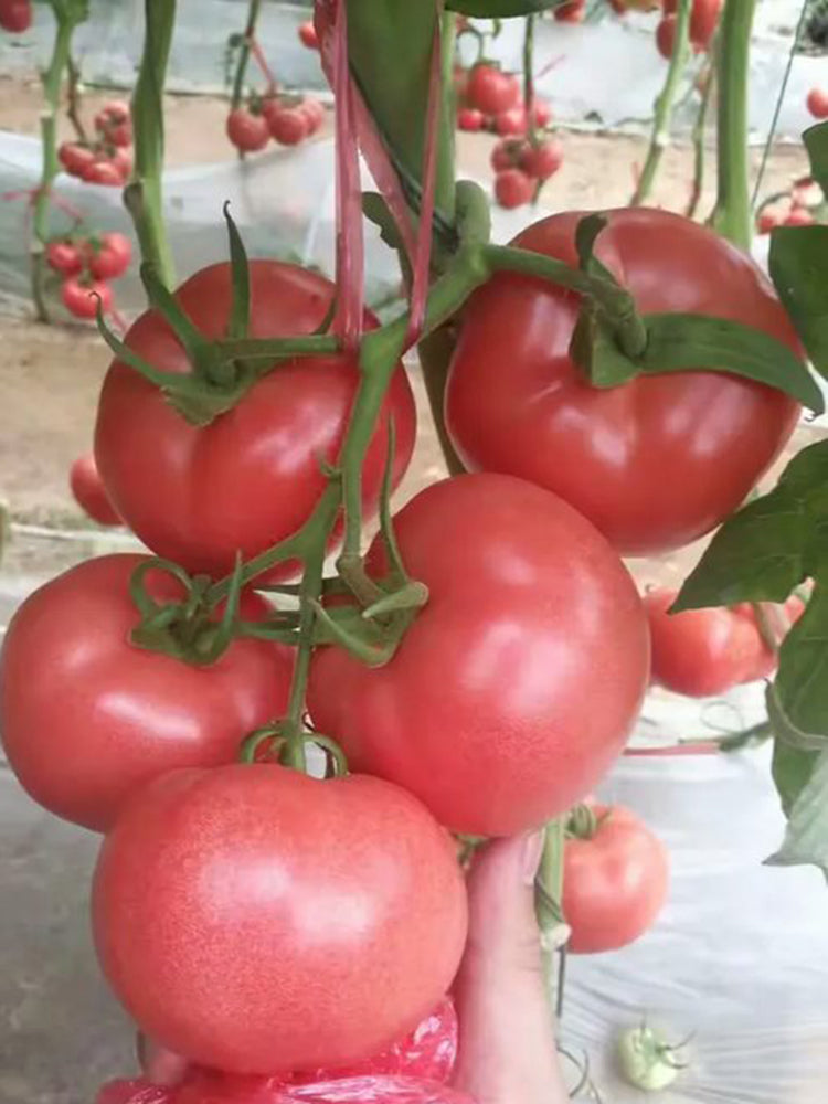 Gemjet No.5 F1 Tomato