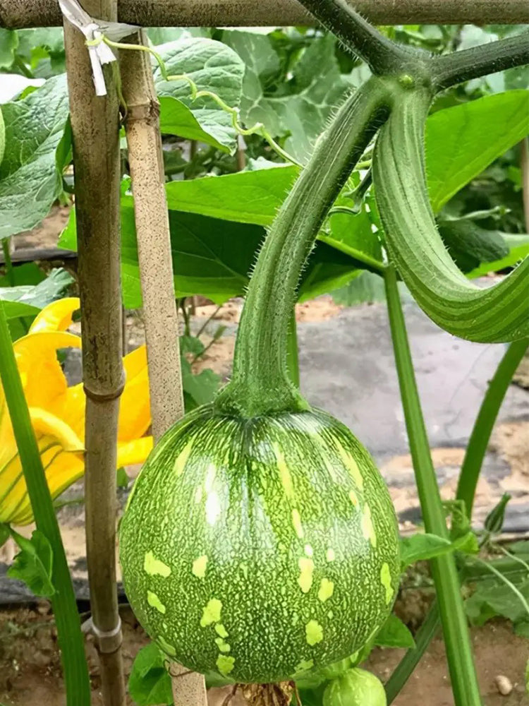 ‘Yichuanling’ Pumpkin
