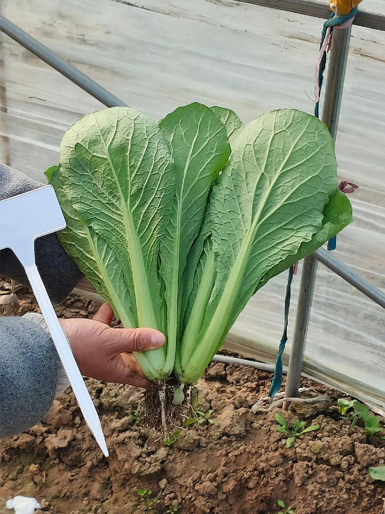 'Shenglv No.3' Fast-Growing Bok Choy