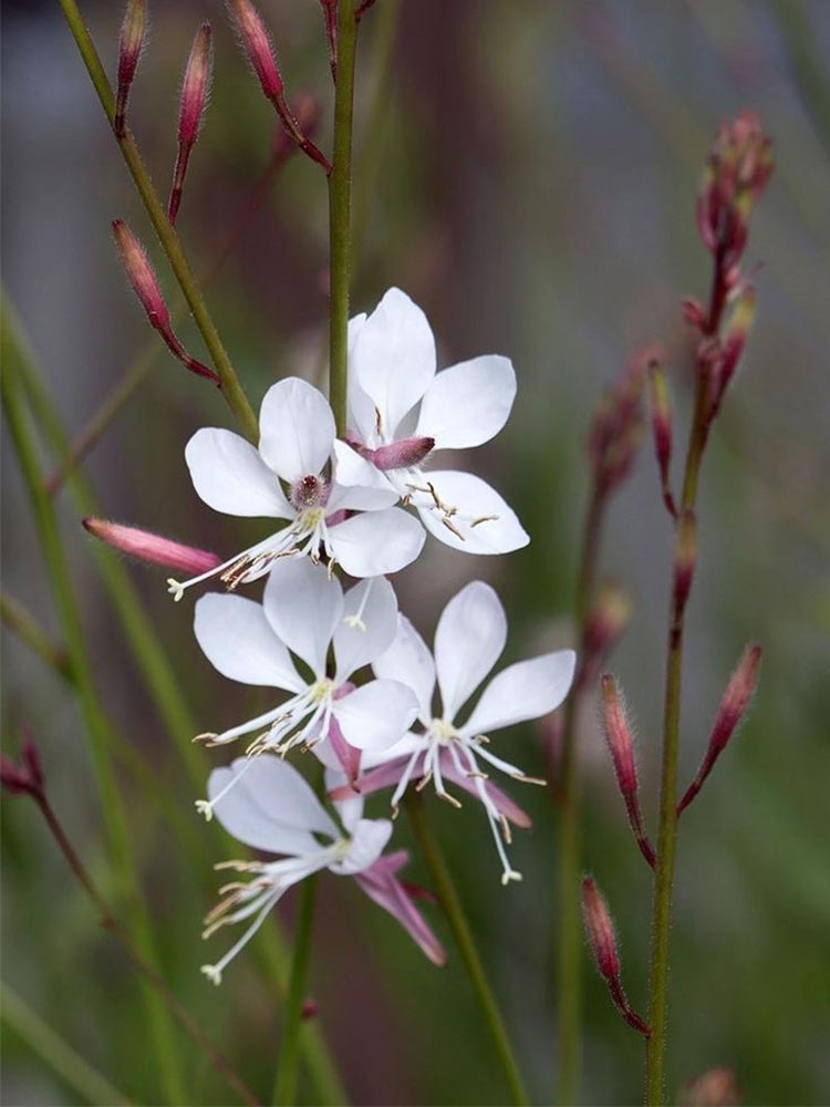 White Gaura (Gaura lindheimeri)