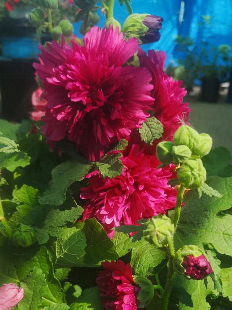 Lilac Rose Hollyhock (Alcea rosea L.)