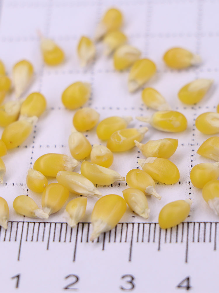 Mini 'Strawberry' Yellow Corn