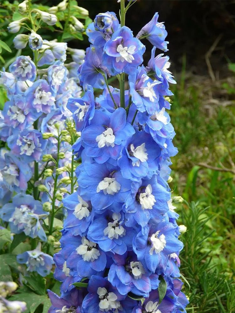 Large-flowered Delphinium (Delphinium grandiflorum 'Cute' Series)