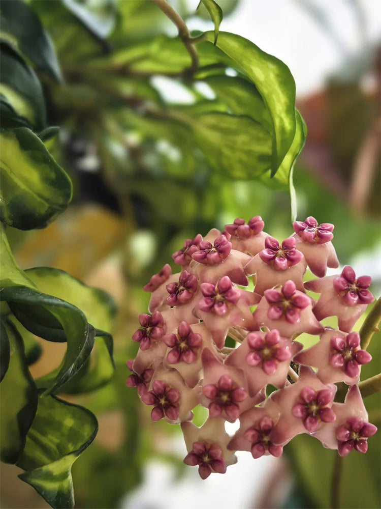 Hoya 'Sweet' Unrooted Stem Cuttings