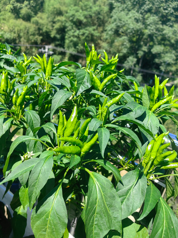 Blazing Upright Cluster Pepper