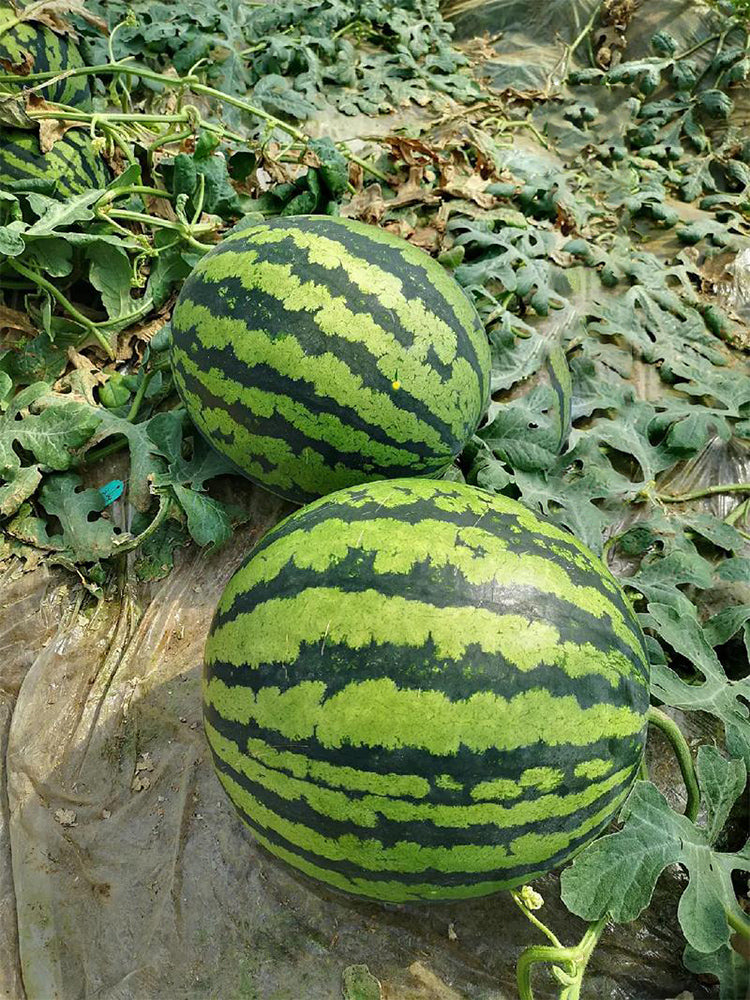 “Jinxiu Tianwang” Watermelons
