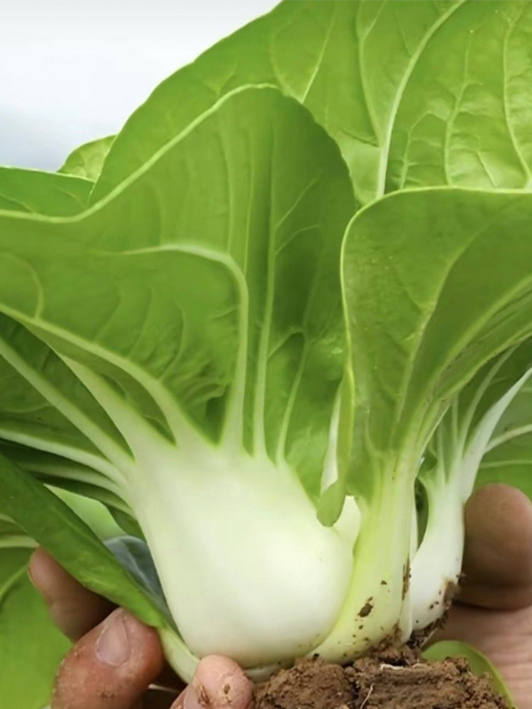 'Huanghe 437' Bok Choy