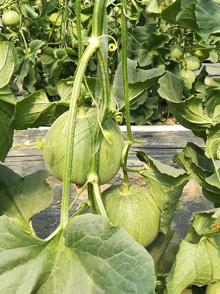 Emerald No.9' Dark Green Sweet Melons