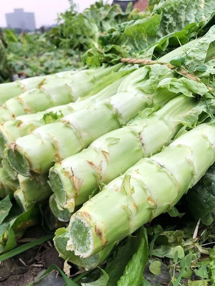Erbai Pi Stems Lettuce