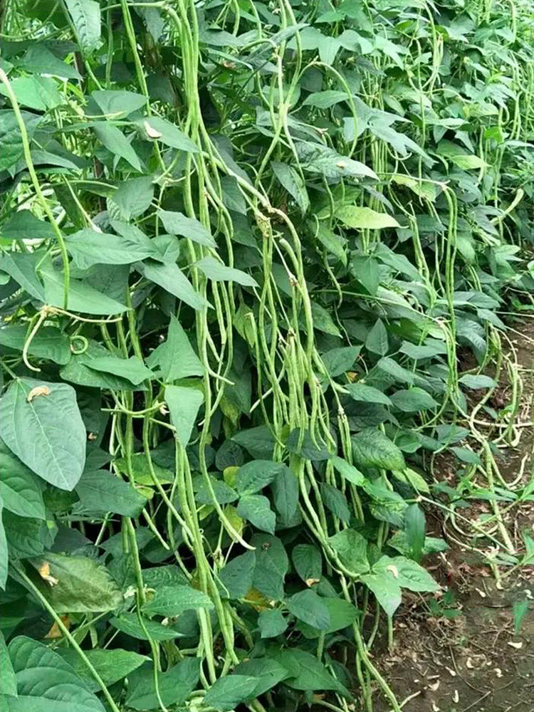 Continuously Harvestable Yardlong Beans