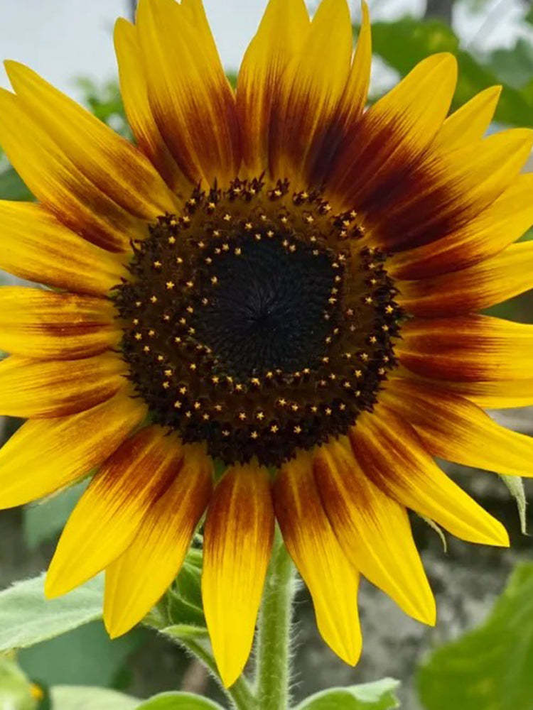 'Solar Eclipse' Ornamental Sunflower