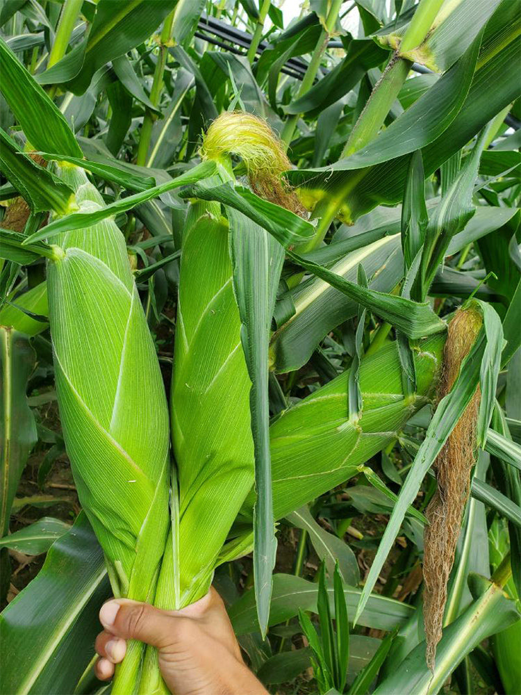 Lutian 196 Sweet Corns