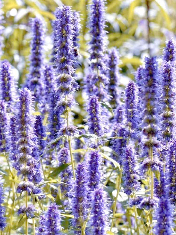 Korean mint (Agastache rugosa)