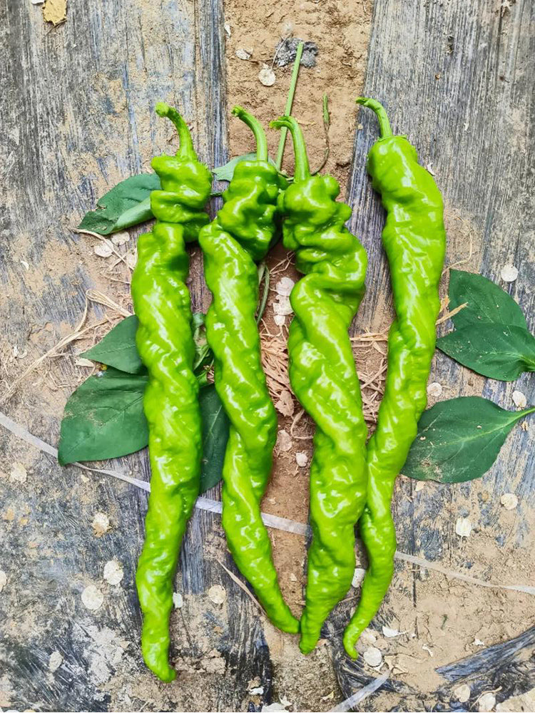 Screw Pepper No. 1209