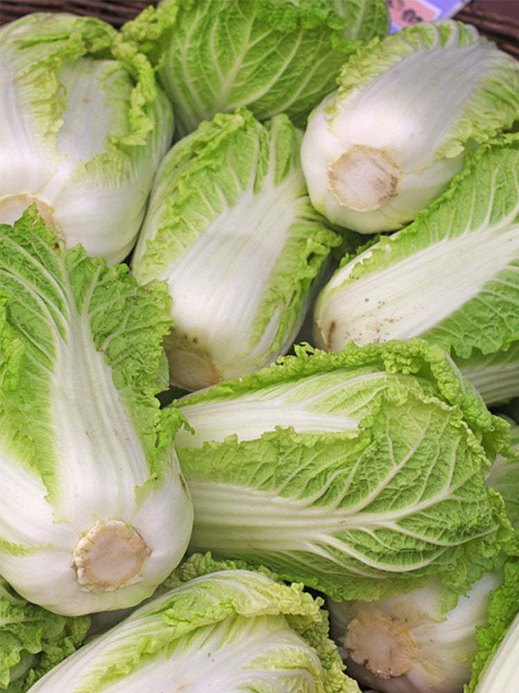 Fengkang 90 Chinese Cabbage