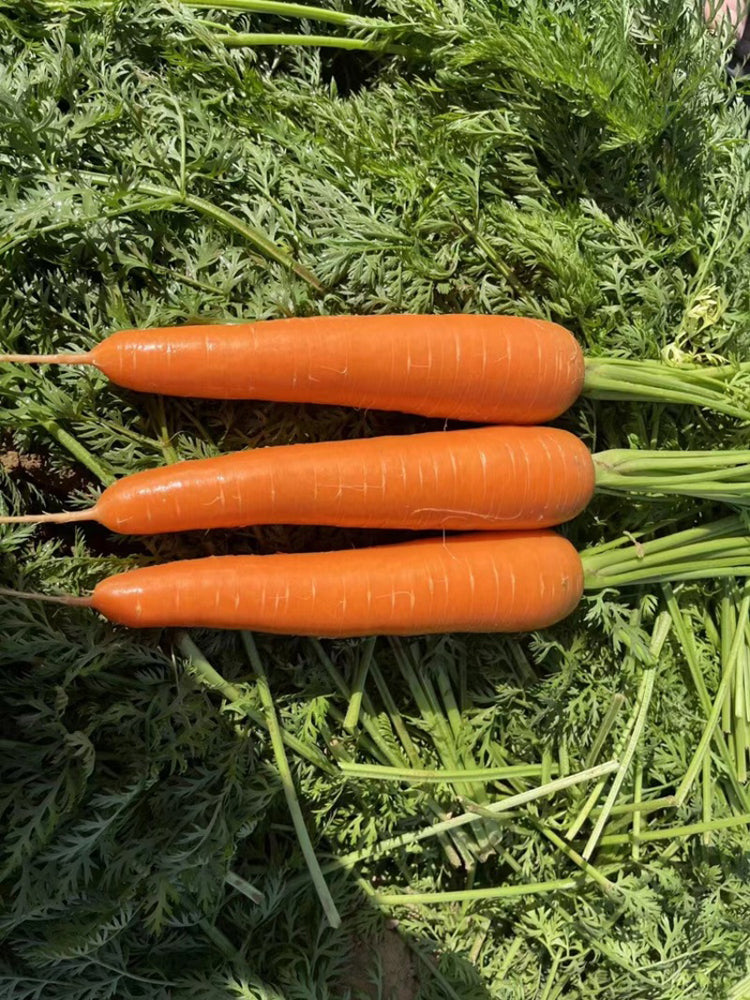 'Zhongyu 1870 F1' Carrot