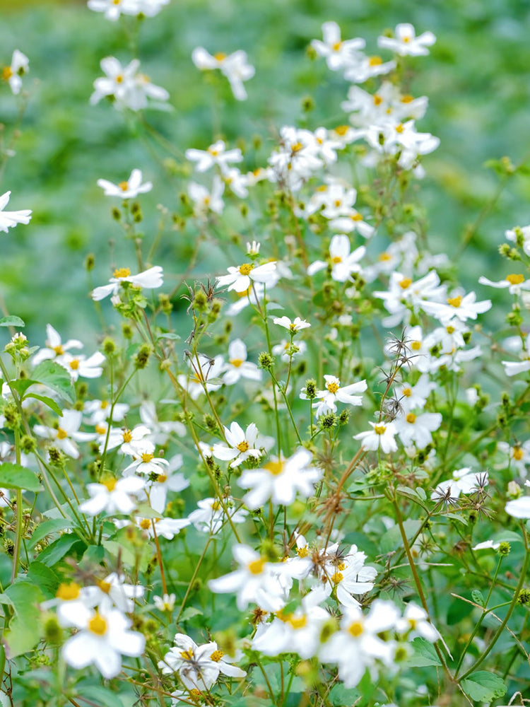 White-Flower Sandbur
