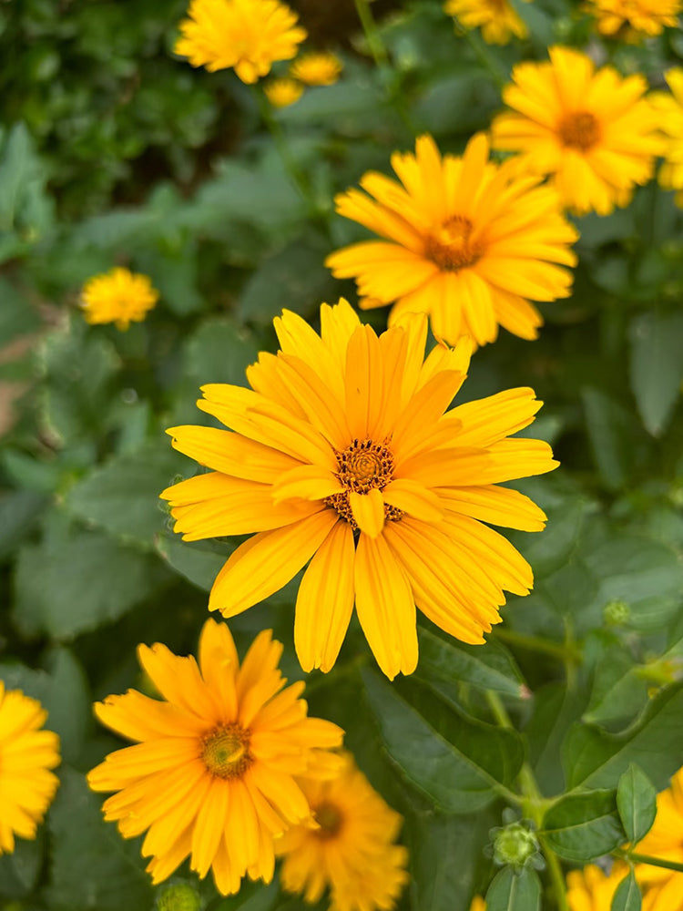 Heliopsis helianthoides