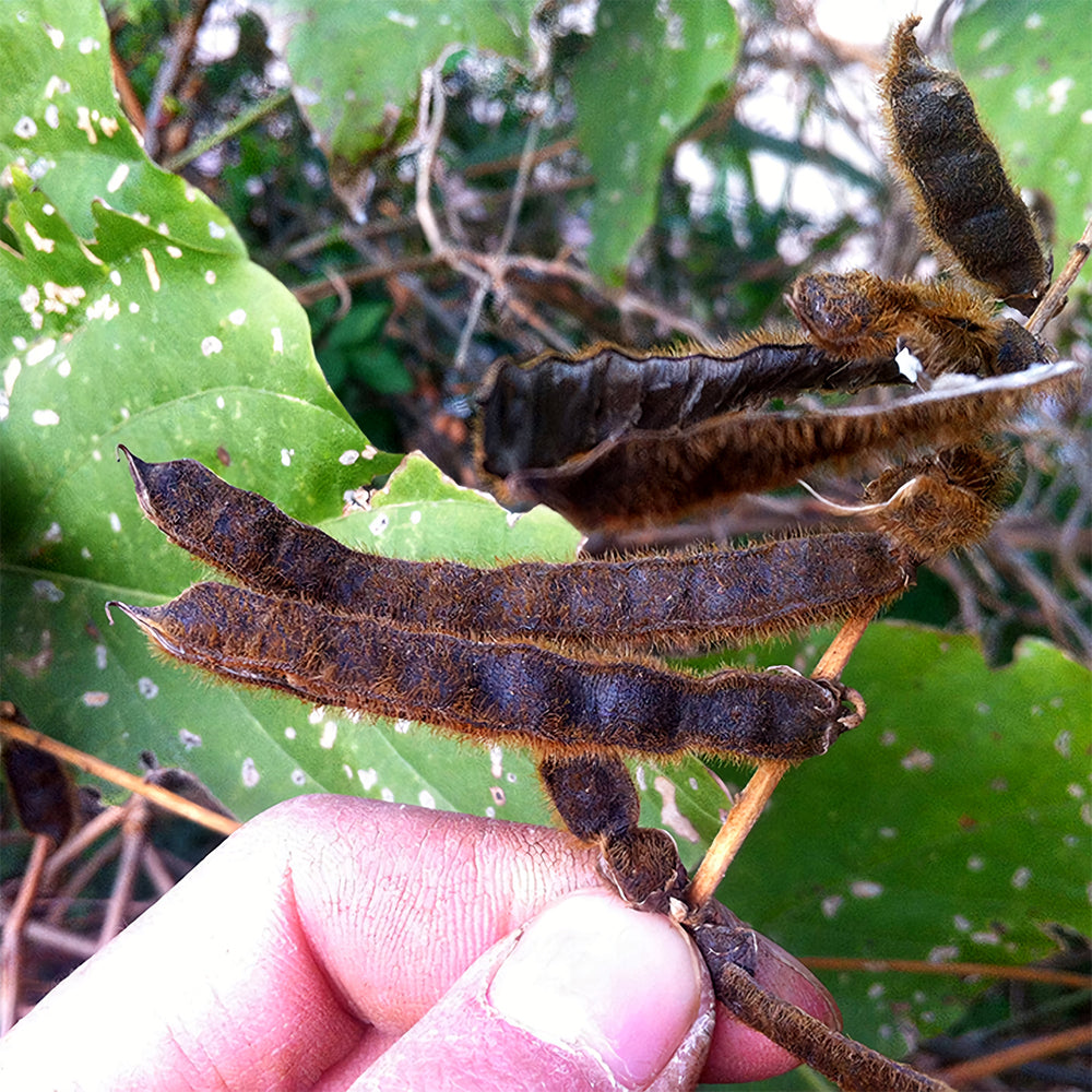 Bellfarm® Pueraria lobata Kudzu Seeds