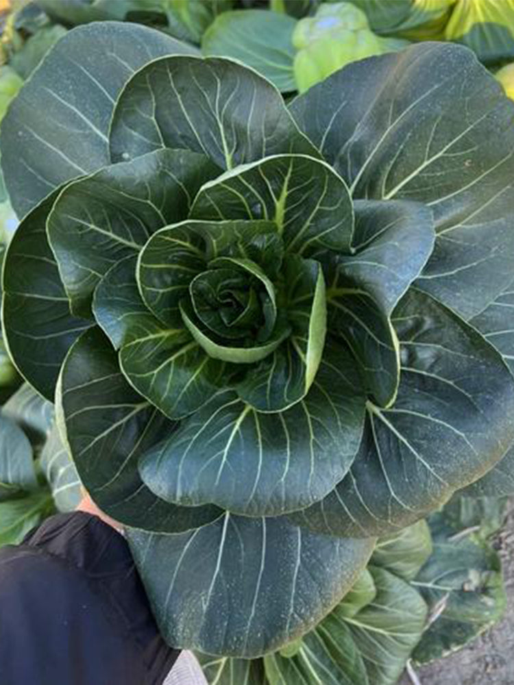 'Black General' Bok Choy