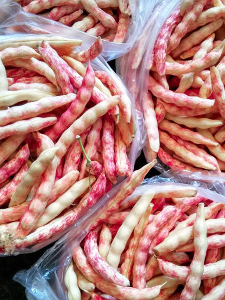 Red Golden Hook Kidney Beans
