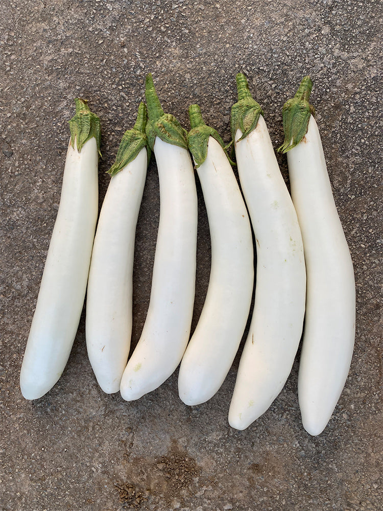White 013 Eggplant