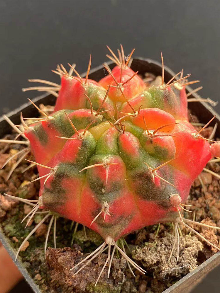 Gymnocalycium mihanovichii Variegata 'Glowing Peony'