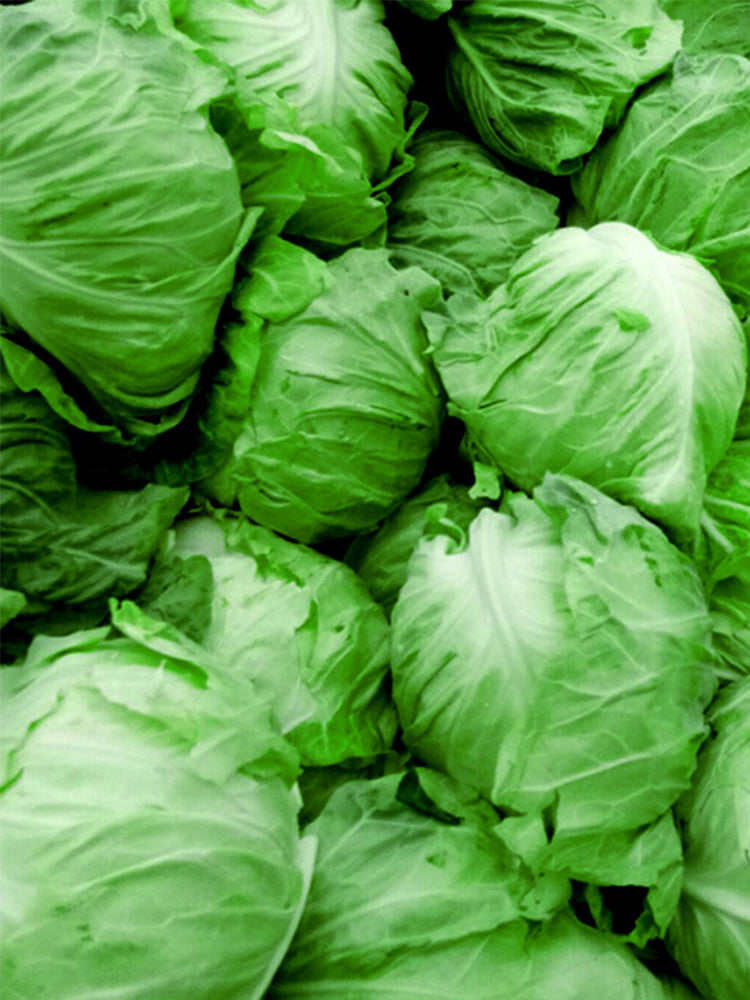 Pagoda Ox-heart Cabbage